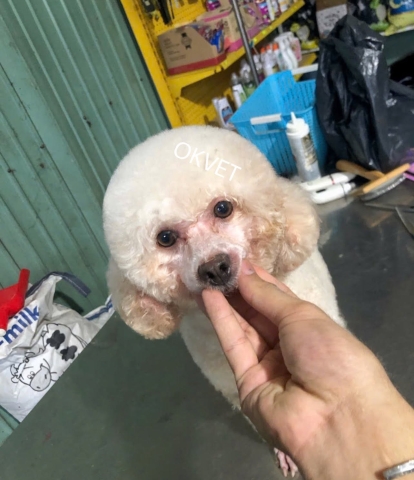 Mổ, khám gà vịt, điều trị chó mèo