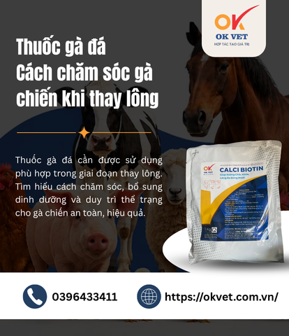 Thuốc gà đá Cách chăm sóc gà chiến khi thay lông