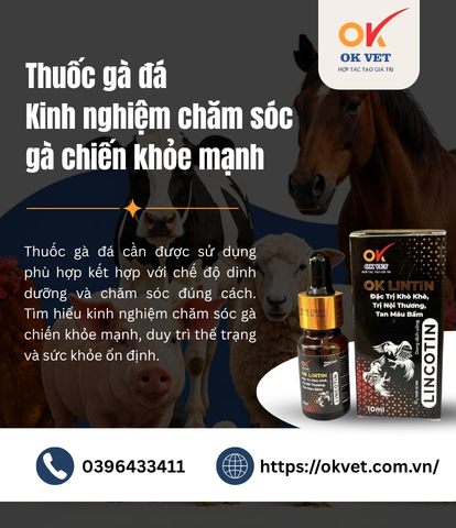 Thuốc gà đá Kinh nghiệm chăm sóc gà chiến khỏe mạnh