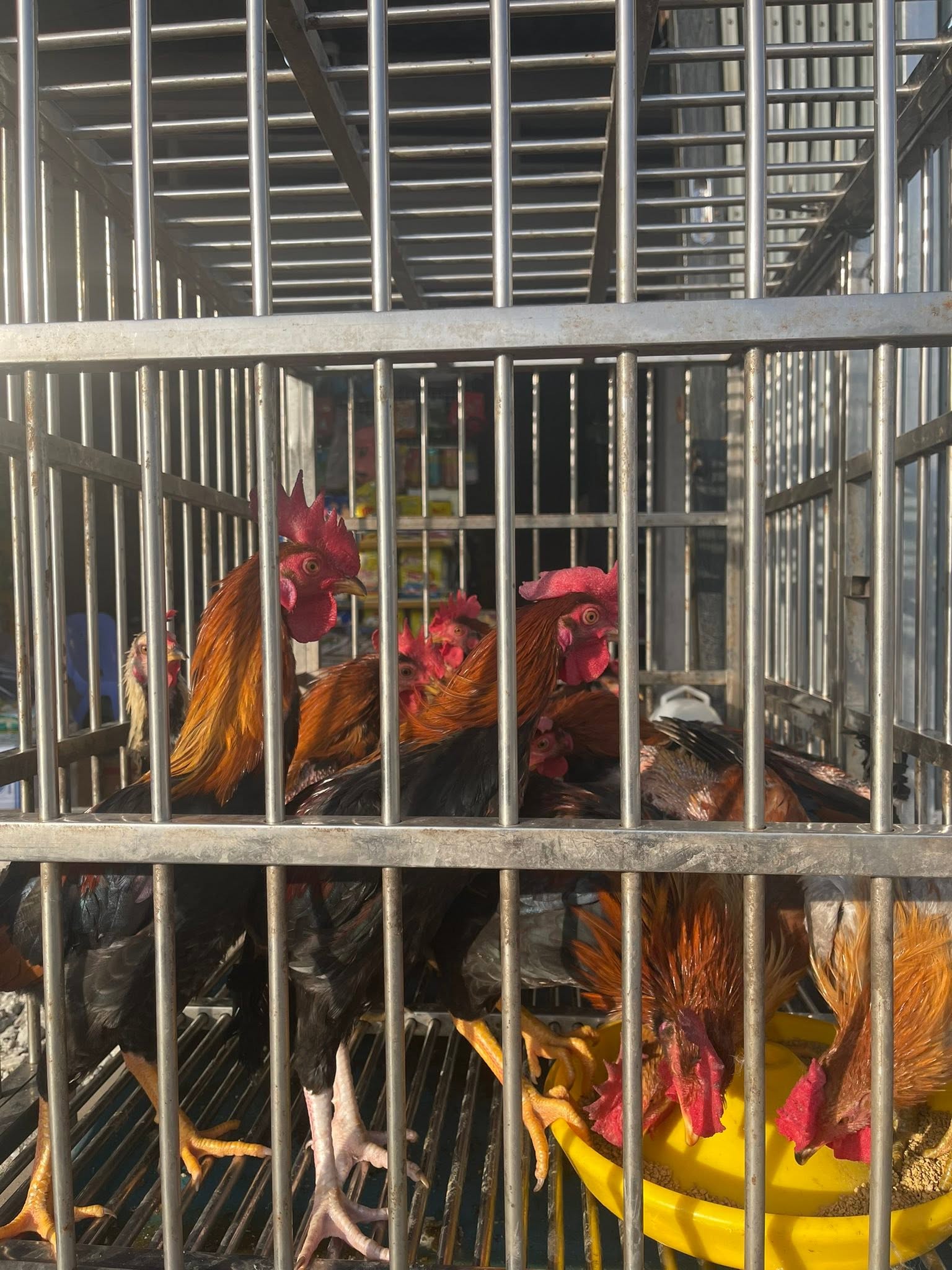 OK VET - Uy tín tạo nên sự khác biệt