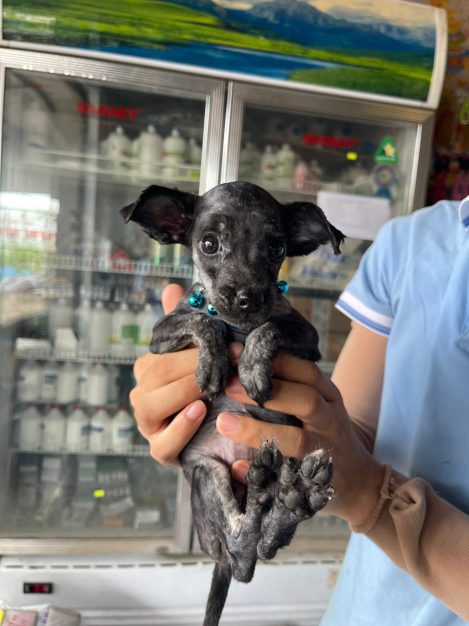 Yêu thương và tận tụy trong từng ca điều trị chó mèo