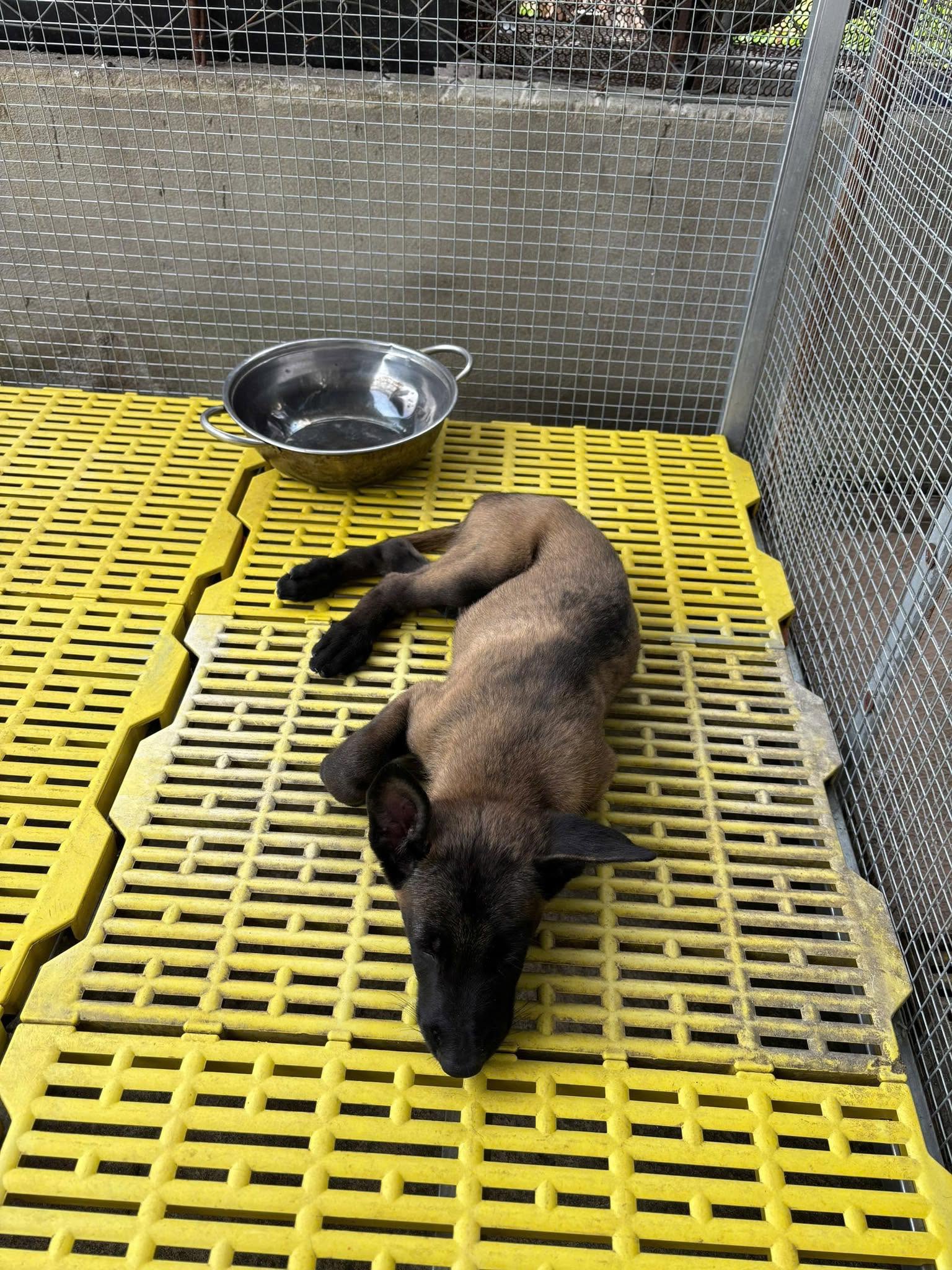 OK VET – Mổ, khám gà vịt, điều trị chó mèo chuyên nghiệp