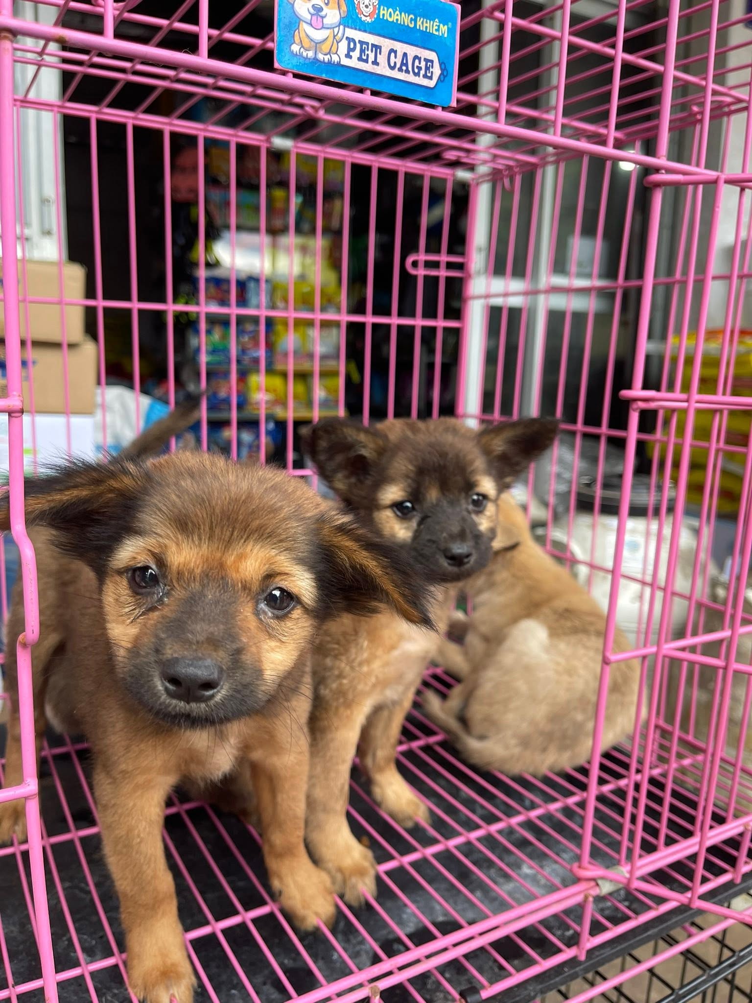 Những nguyên nhân khiến người bạn bốn chân rơi vào trạng thái kiệt sức