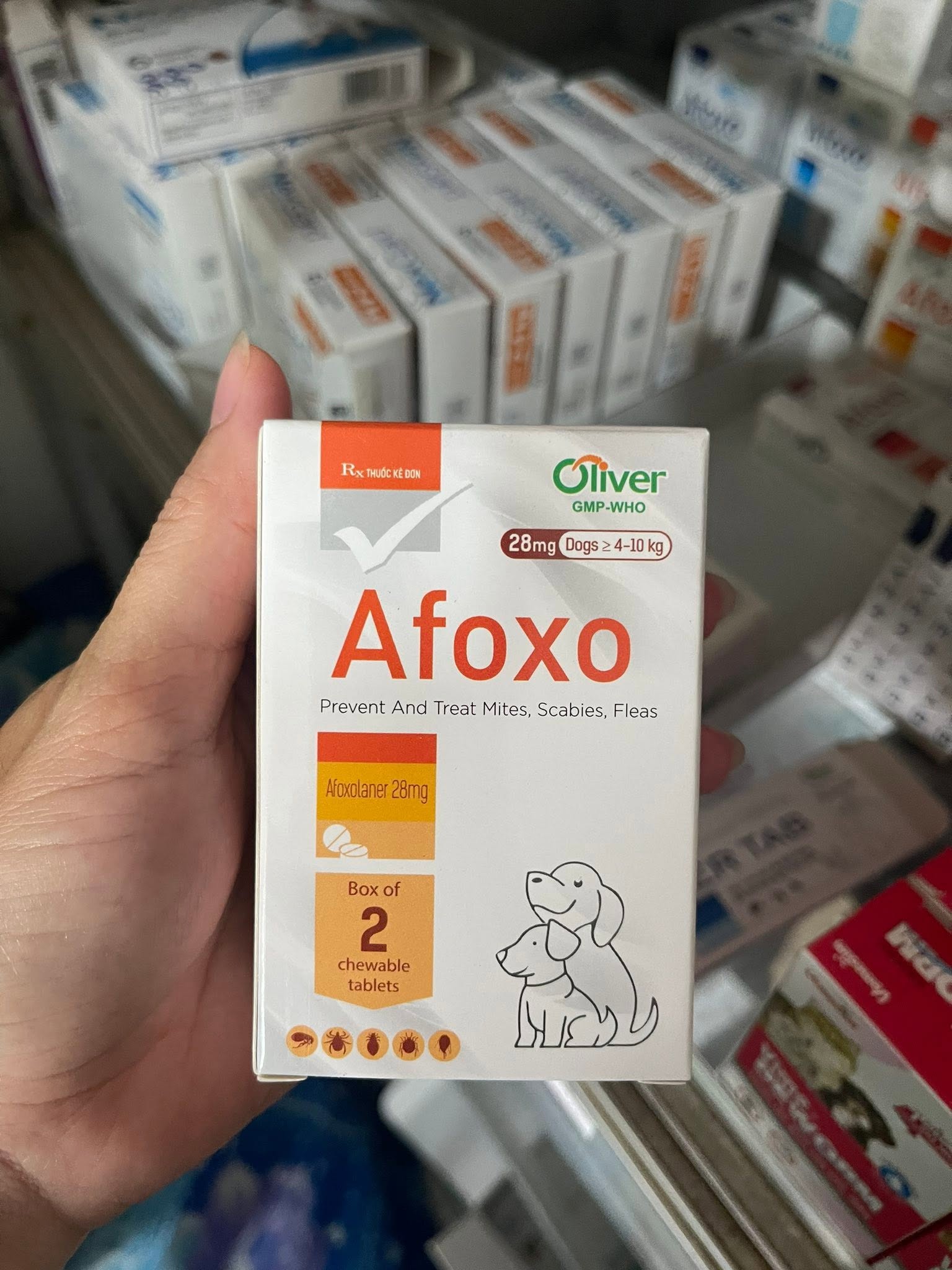 Những thay đổi âm thầm – Khi thú cưng lên tiếng bằng hành động