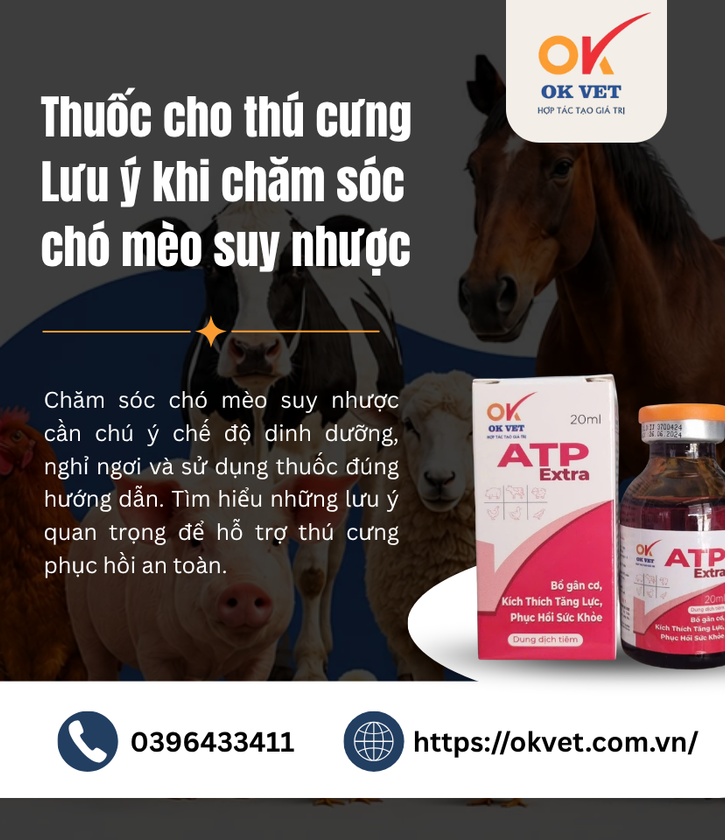 Thuốc cho thú cưng Lưu ý khi chăm sóc chó mèo suy nhược
