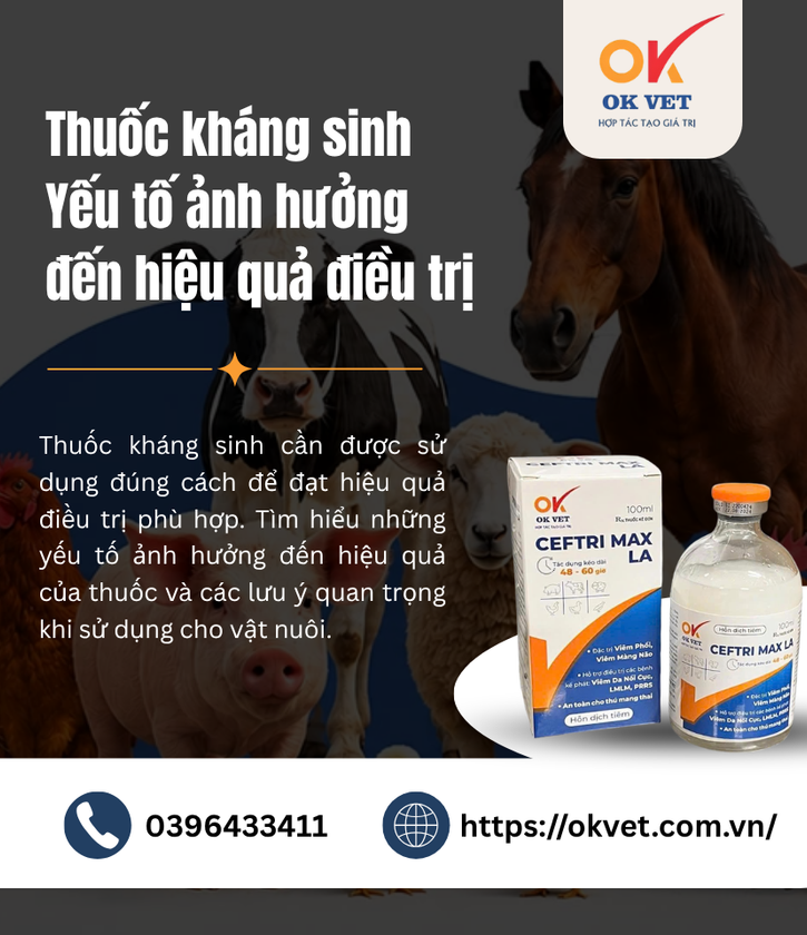 Thuốc kháng sinh Yếu tố ảnh hưởng đến hiệu quả điều trị